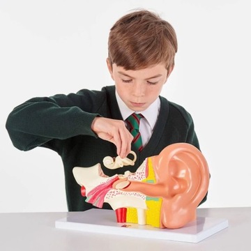 TickiT: model anatomiczny ucho Human Ear