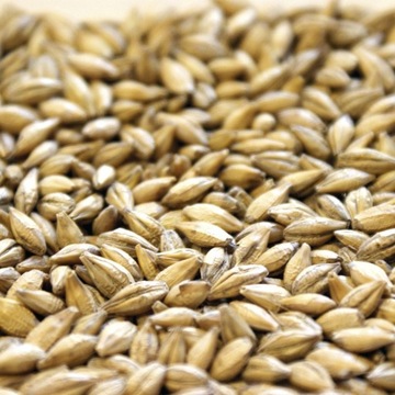 Jęczmień jary (paszowy) dla drobiu 10 kg