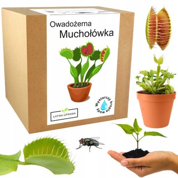 Zestaw do uprawy muchołówka Dionaea Muscipula