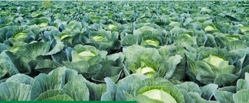 KOBE 20 SP 80G ТЛЯ ВРЕДИТЕЛИ КЛУБНИКИ ОВОЩИ ФРУКТЫ