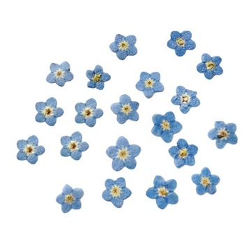 Сушеные цветы Прессованные сушеные цветы настоящие 4 шт.