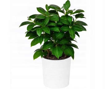 LAMELA MALWA ДОЛОТО ЦВЕТОЧНЫЙ ГОРШОК ДИАМ.19х19,5 + ВСТАВКА Черный