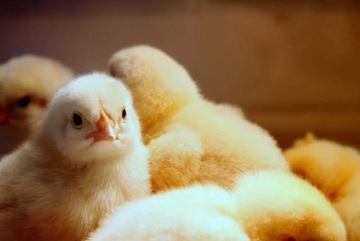 Poidło kubeczkowe dla drobiu / piskląt małe z zasobnikiem 0,5l