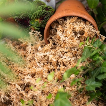 MECH TORFOWIEC - SPHAGNUM - 1 L martwy