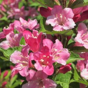 Krzewuszka wczesna Bouquet Rose