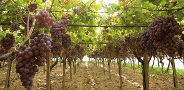 Удобрение для винограда с азотом и калием 2кг