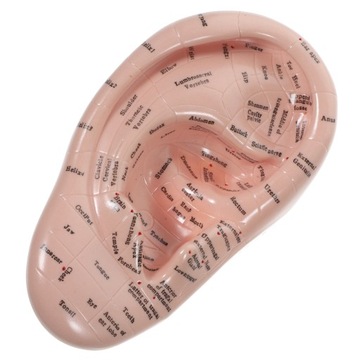 Masaż anatomiczny ucha modelu ucha