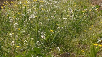ROUNDUP FLEX GARDEN 1000 МЛ СРЕДСТВО ДЛЯ УДАЛЕНИЯ СОРНЯКОВ SUBSTRAL
