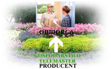 обыкновенная сосна в горшке