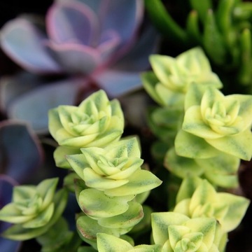 GRUBOSZ perforata VARIEGATA Crassula szybki wzrost