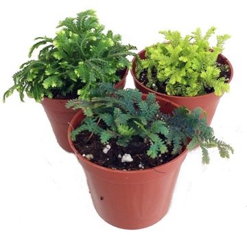 3 Club Moss Plants - Selaginella - Terraria, Bajko