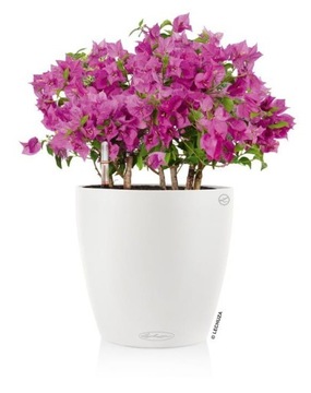 Donica Classico Color 14 biały Lechuza