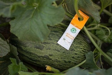 5x SWIRSKI Ulti-Mite zwalcza WCIORNIASTKI i MĄCZLIKI | BIO ROZTOCZA