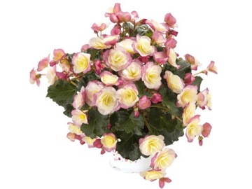 Begonia Cottage Glory Bicolor żółto-różowe kwiaty P11