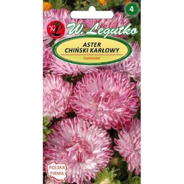ASTER KARŁOWY CONTRASTER BIAŁO-RÓŻOWY 'L