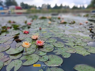 Набор из 4 миниатюрных кувшинок ЛИЛИЯ ДЛЯ ВОДЫ И ПРУДА