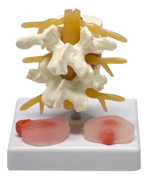 Ludzki model kręgosłupa lędźwiowego
