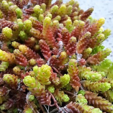 Sedum Red Многолетние саженцы Sedum Acre Plant для сада