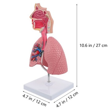 Модель дыхательной системы Медицинский манекен Легкие