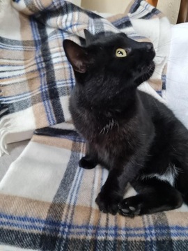 Плед шерстяной с бахромой 160х200, бежевый, темно-синий в клетку