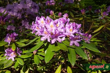 AGRECOL HORTIFOSKA КОНДИЦИОНЕР УДОБРЕНИЕ ДЛЯ РОДОДРОНОВ, ГИДРЕНЧИКОВ, АЗАЛИЙ, УТЕПЛИТЕЛЕЙ