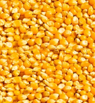 KUKURYDZA ŻÓŁTA WĘDKARSKA 1 KG