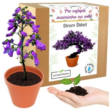 Dárek ke Dni matek stromek štěstí bonsai květina dárek pro maminku