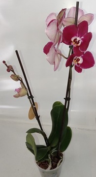 ФАЛЕНОПСИС орхидея 7