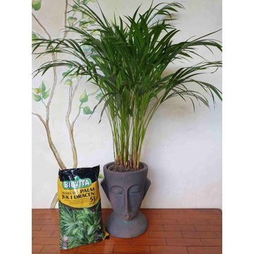 2x ПОЧВА ДЛЯ ЗЕЛЕНЫХ ПАЛЬМ JUK DRACEN 10л