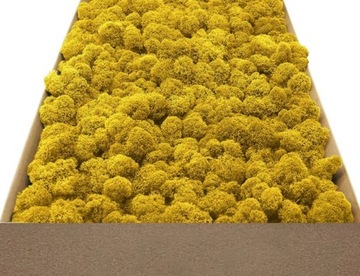 Mech Chrobotek Fiński - zółty - 100g