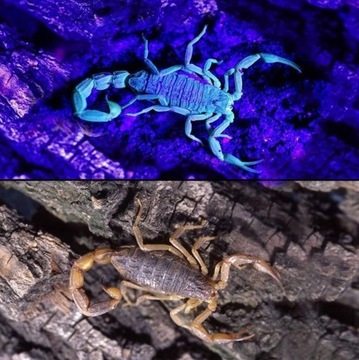 Фонарик Большой светодиодный тестер диодов УФ-детектор Янтарный светильник для банкнот и климата