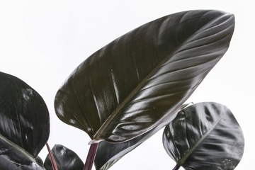 Полировщик листьев 250 Блеск растений ЭФФЕКТИВНЫЙ