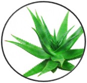 Spray nabłyszczający Ochrona Koloru TRICO BOTANICA