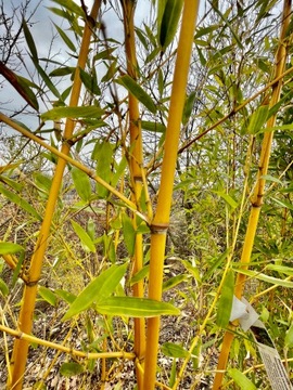 BAMBUS DRZEWIASTY MROZOODPORNY F AUREOCAULIS 10 L