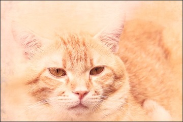 Фон для фотографии продукта FLAT LAT Culinary