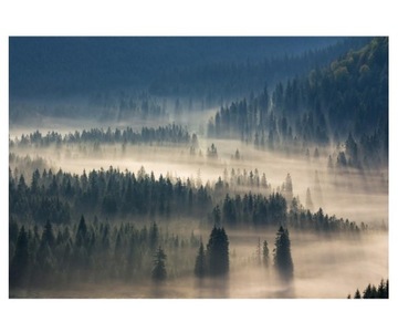 Fototapeta 368x254cm Wzgórza i las iglasty w