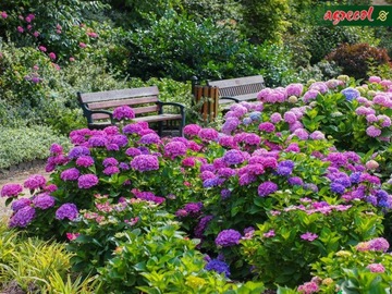 AGRECOL HORTIFOSKA КОНДИЦИОНЕР УДОБРЕНИЕ ДЛЯ РОДОДРОНОВ, ГИДРЕНЧИКОВ, АЗАЛИЙ, УТЕПЛИТЕЛЕЙ