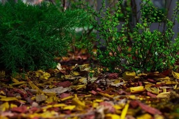 Щепа цветная декоративная КОРА 50л садовая ЖЕЛТАЯ