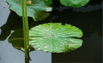 ПОЛЯРИЗАЦИОННЫЙ ФИЛЬТР HOYA 58 ММ CIR-PL UX II POLAR