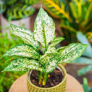 Aglaonema 'White Star' PIĘKNE OZDOBNE LIŚCIE