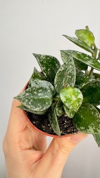 Hoya Krohniana Splash wisząca roślina | Maluszek