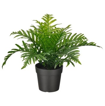IKEA sztuczna roślina FEJKA paprotka w donicy 21cm