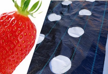 Агроткань с ОТВЕРСТИЯМИ для КЛУБНИКИ 80 см х 10 м