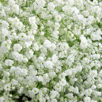 Gypsophila Gipsówka wiechowata biała 1 szt.