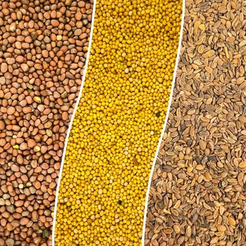 POPLON SZYBKOROSNĄCY MIESZANKA MIX NASIONA GORCZYCA RZODKIEW FACELIA 5KG
