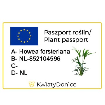 Пальма кентия (Howea) — МНОГОЛЕТНЯЯ пальма для офисов с БОЛЬШИМИ ЛИСТЬЯМИ