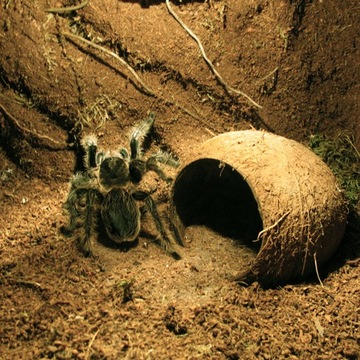 TORF KOKOSOWY 5L Podłoże do Terrarium Ściółka dla Pająka, Żółwia