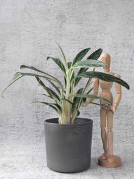 Aglaonema 'Zebra Feathers' Ø12 cm