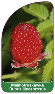 Malinotruskawka - Rubus illecebrosus etykiety szkółkarskie