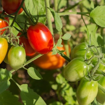 БАЗАЛЬТОВЫЙ ШРОТ 10КГ УДОБРЕНИЕ ДЛЯ ВЕСЕННИХ ТРАВ, ГИДРЕНЗИОННЫХ ЦВЕТОВ, ПОМИДОРОВ